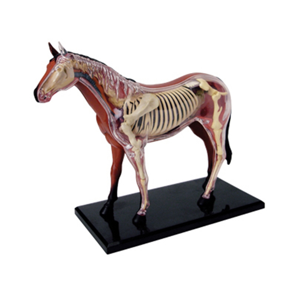 Science Toys - Animal Organ Anatomy Model 4D Horse