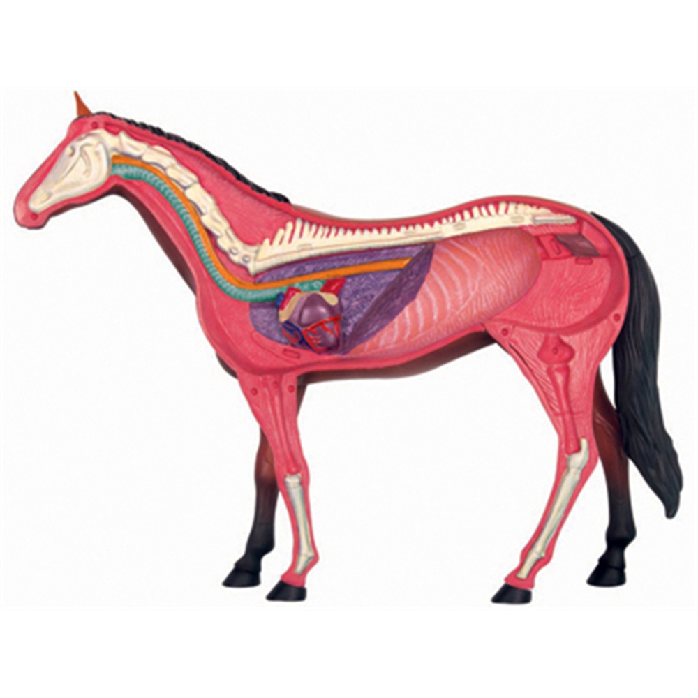 Animal Organ Anatomy Model 4D  - đánh giá và giá Science Toys