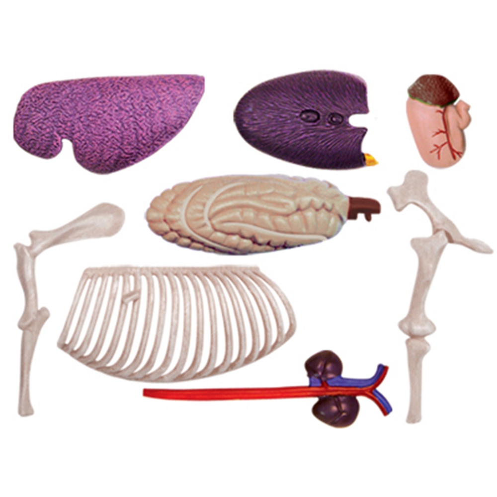Animal Organ Anatomy Model 4D  - đánh giá và giá Science Toys